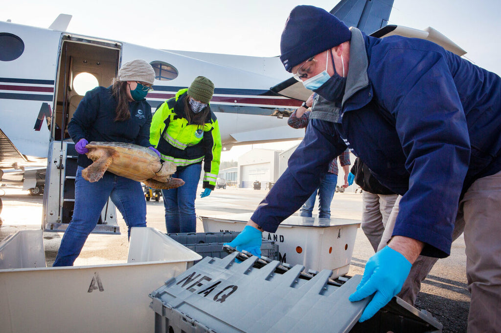 The Annual Airlift Saving Sea Turtles Stranded in New England