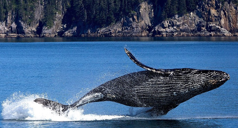 On Finding Solace Among Nature’s Gentlest of Giants, the Gray Whale